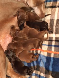 Labrador puppies for sale