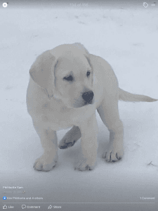 White pedigree labradors