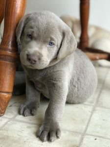 Loving adorable silver lab puppies