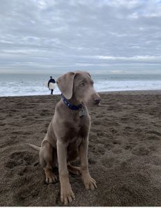 Male Silver Labrador Puppy