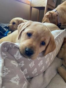 Lab puppies for sale
