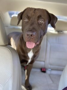 Chocolate Lab