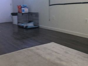 Puppy 11 to 12 weeks old dog