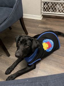 Puppy for sale black lab