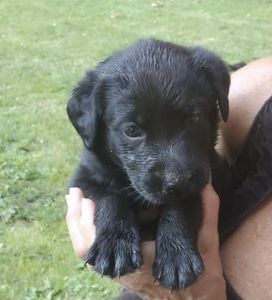 Litter of Black Lab Puppies