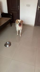 Labrador male 11 months