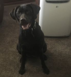 11 month old lab female