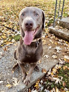 Sliver Labrador Retriever