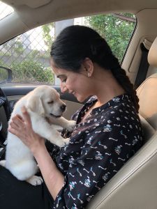 Best quality pure breed labrador puppy