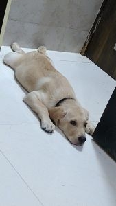 Super cute and active puppy