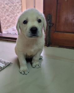 White Labrador puppy for sale
