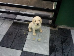 Good quality Labrador