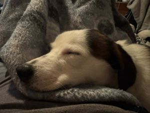 Tank is looking for his right owner