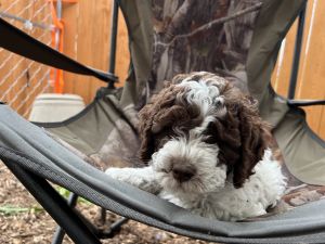 Lagotto Romagnolo Puppies