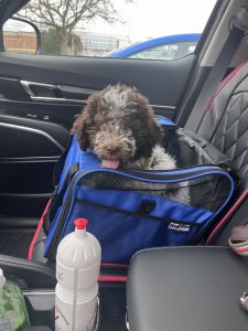 An Italian puppy “Lagotto Romagnolo”