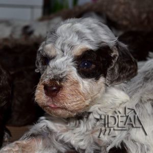 Italian Water dog, Truffle dog, Lagotto
