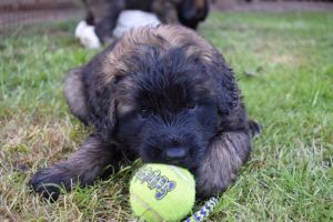 Leonberger Puppies