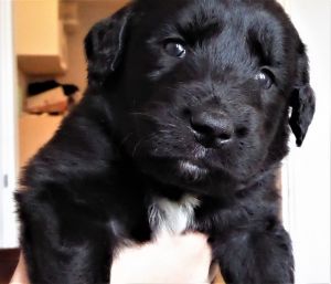 CHRISTMAS PUPPIES Leonburger Doodles