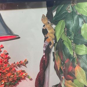 Jewell is looking for a new home!