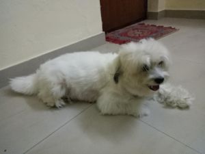 Show quality lhasa apso pups & dog ready for new home***
