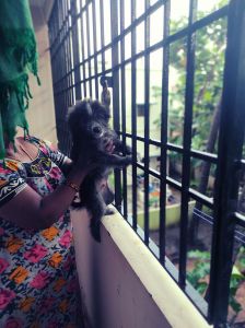 Lovable and active puppy