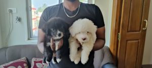 Lhasapo puppies available