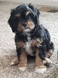 Lhasaliers available