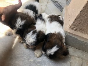 Lhasa Apso 35 days old