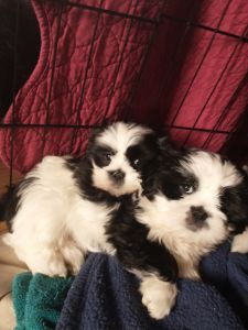 Lhasa Apso puppies