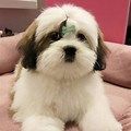Cute LHASA APSO pups available at Gomti Nagar,LKO