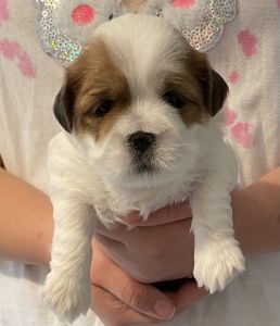 AKC, Lhasa, Apso, puppies