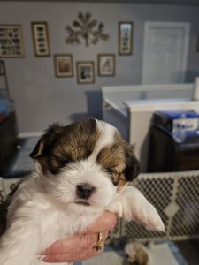 AKC Lhasa Apso puppies