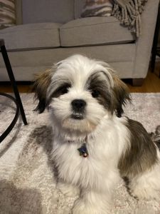 Sweet girl needs new home