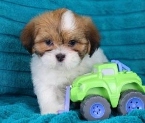 Lhasa Apso puppies for sale