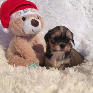 Stunning Lhasa Apso Puppies For Sale