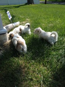 Lhasa Apso Puppies For Sale