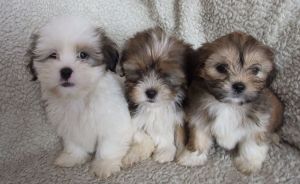 Lhasa apso puppies (AKC)