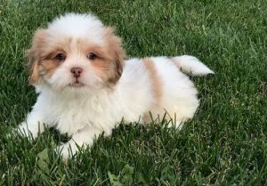 Maltese / Lhasa Apso Female Puppies