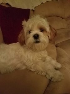 Pure Bred Lhasa Apso Puppy For Sale