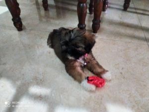 Pet lovers My pet name os pearl