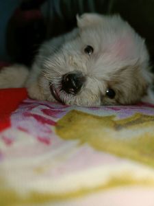 Lahasa apso 9 months puppy Available