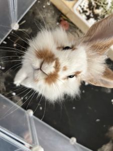Bunny up for sale
