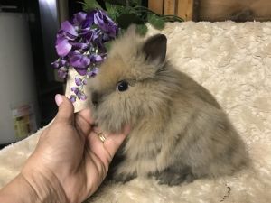 Lionhead baby bunnies