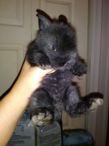 2 double maned lionhead kits left