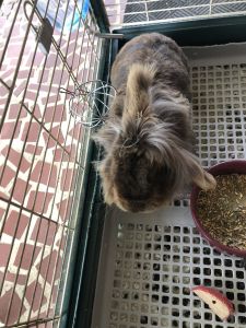 Free bunny with hutch