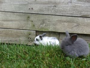 Baby Lion head/Lopear cross