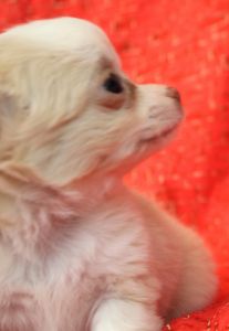 AKC Applehead Chihuahuas