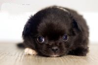 Carlos akc long hair chihuahua