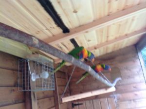 Rainbow Lorikeets.breeding