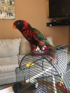 Rainbow Lorikeet for sale
